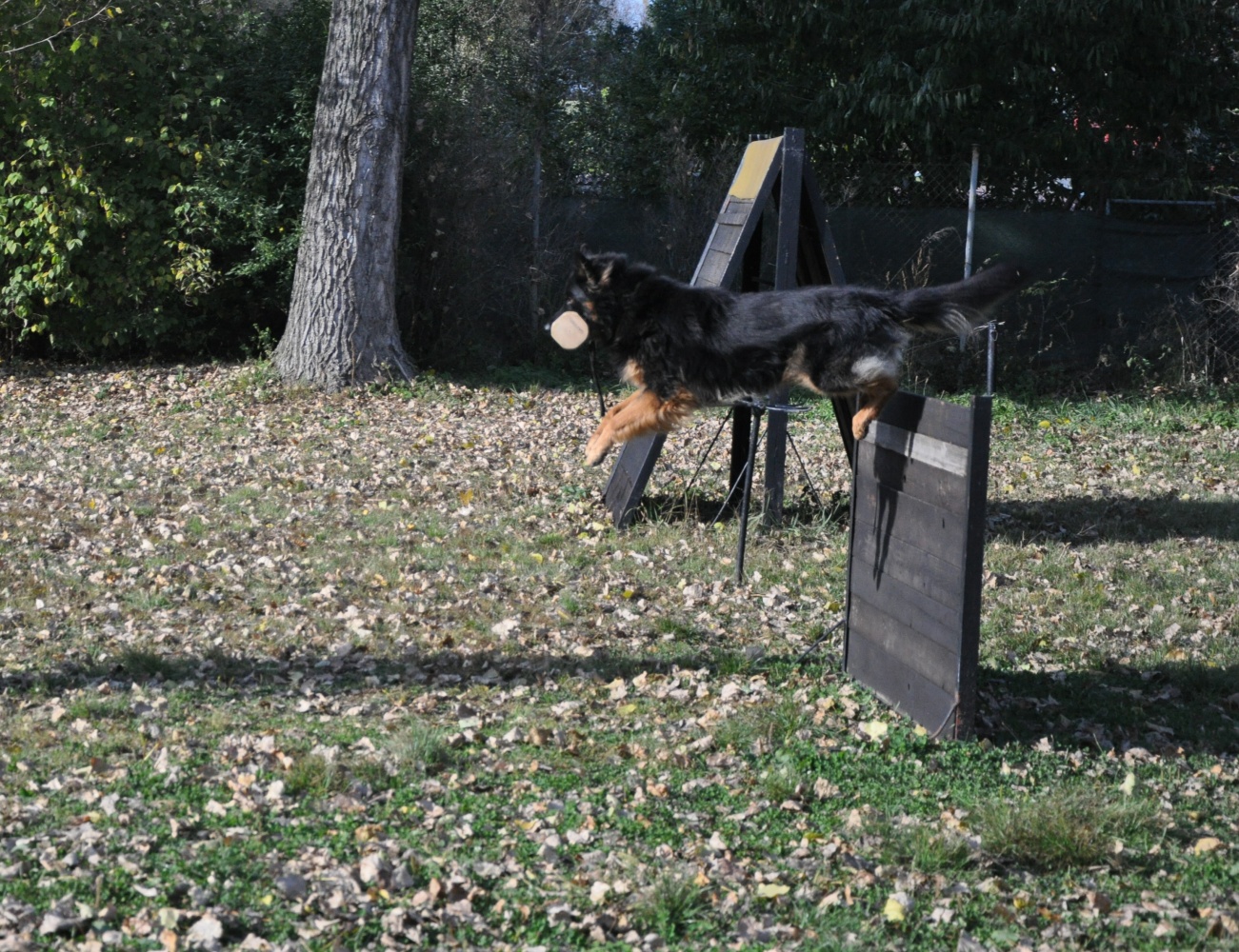 DSC_2496